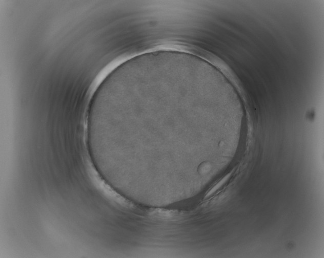 X0000111520955200908251134