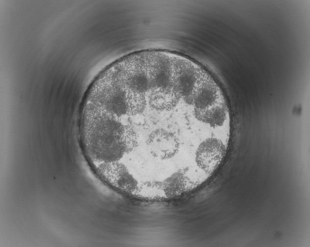 X0000111520991200908251133