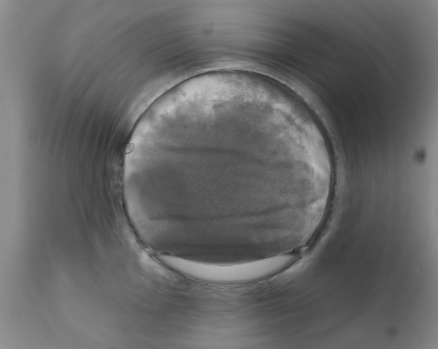 X0000111521001200908251133
