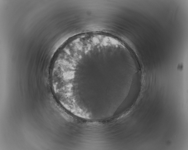 X0000111521023200908251132