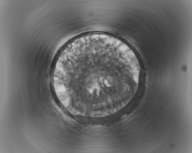 X0000111521024200908251132