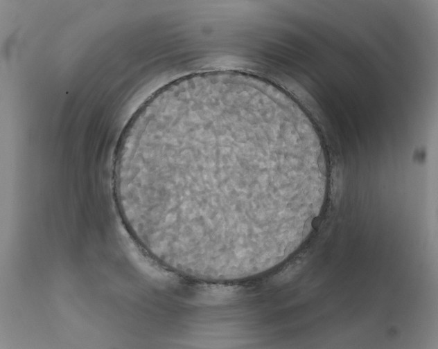 X0000111521039200908251132