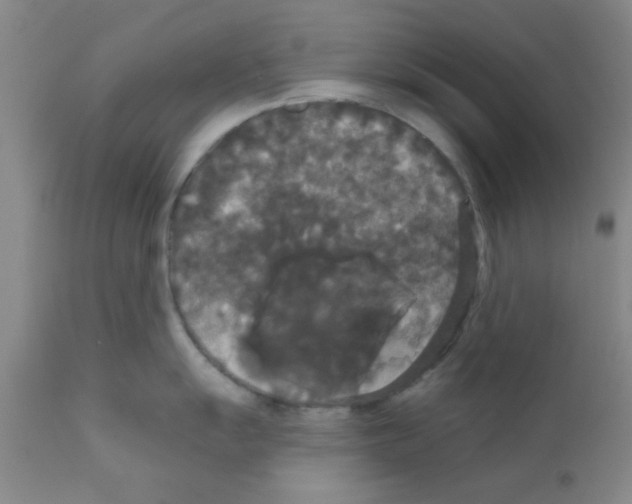 X0000111521055200908251133