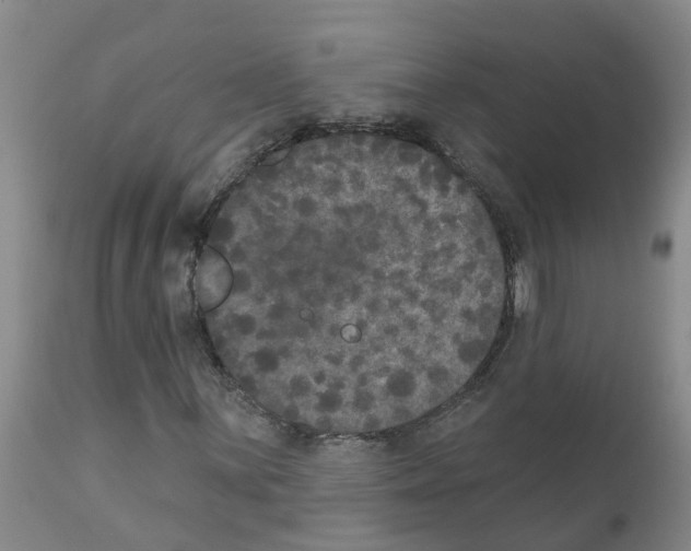 X0000111521059200908251132