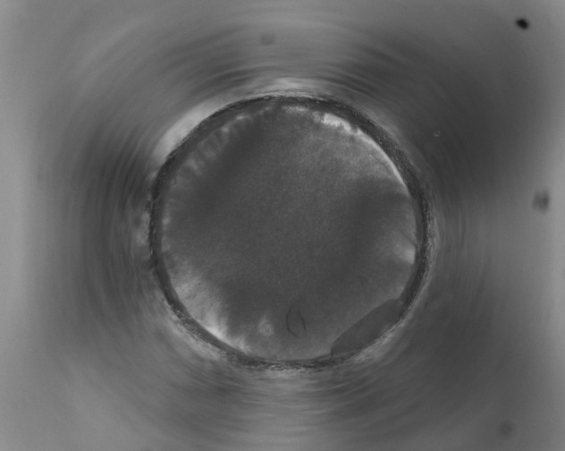 X0000111521066200908251132