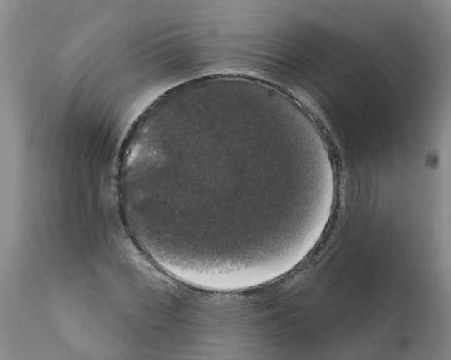 X0000111521068200908251132