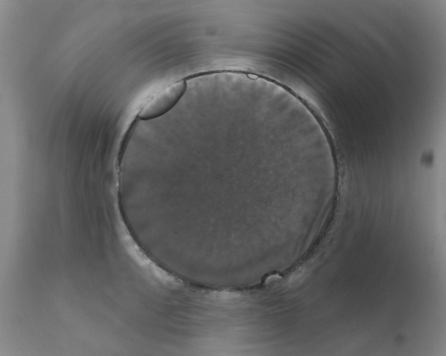 X0000111521088200908251131