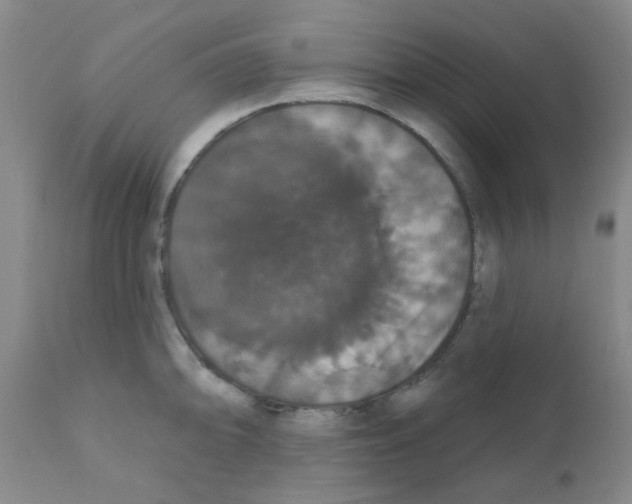 X0000111521094200908251131