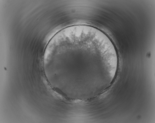X0000111521097200908251131
