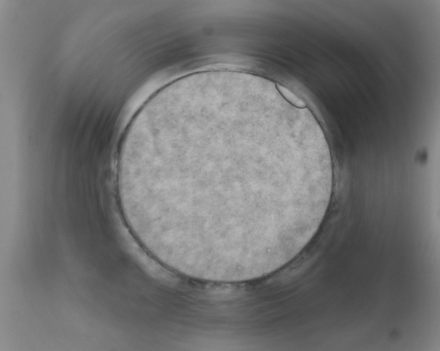 X0000111521099200908251131