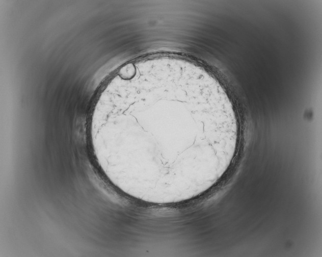 X0000111521113200908251130