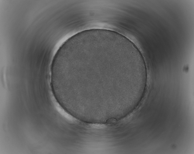 X0000111521136200908251130