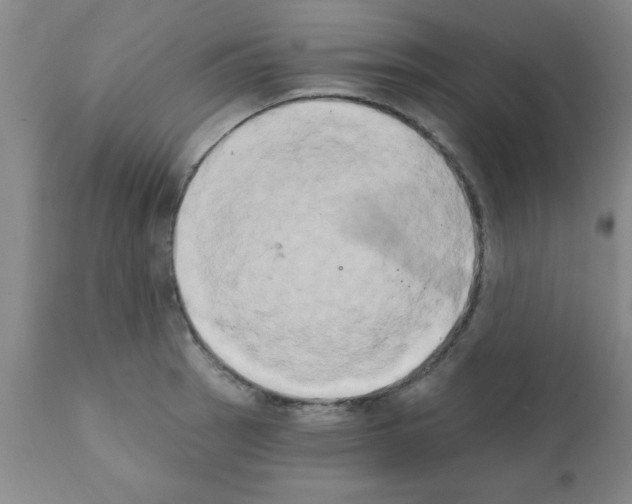 X0000111521137200908251130