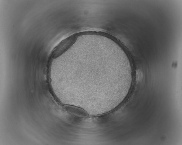 X0000111521165200908251130