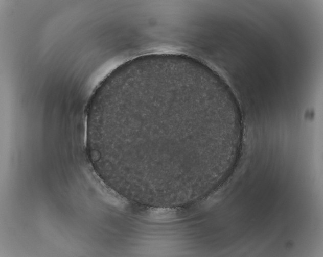 X0000111521171200908251130