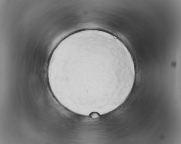 X0000111521183200908251129