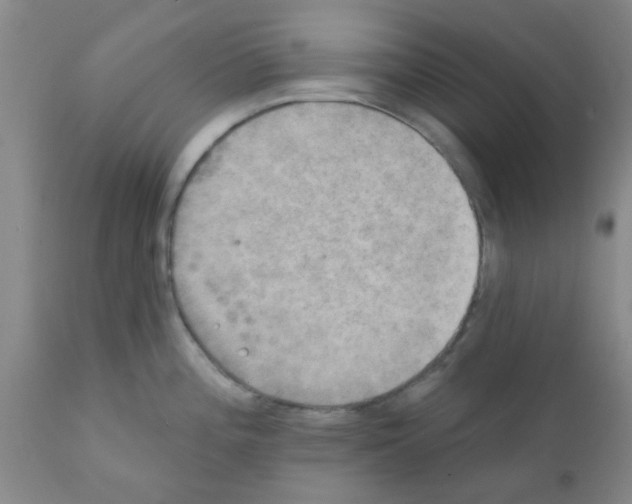 X0000111521196200908251129
