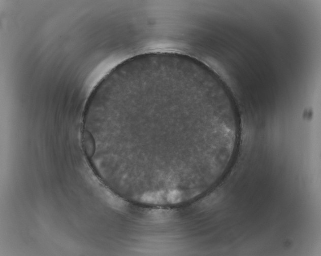 X0000111521277200908251128