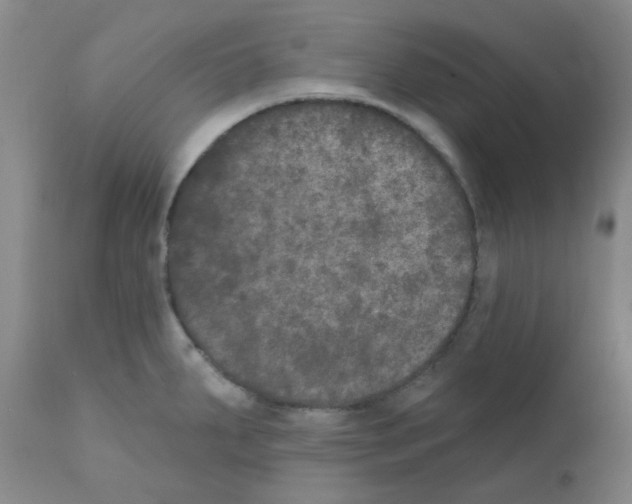 X0000111521287200908251127
