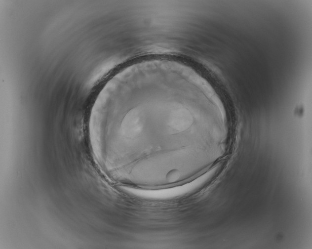 X0000111521306200908251127