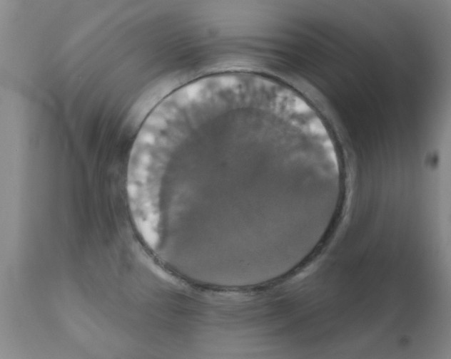 X0000111521337200908251127