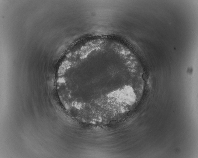 X0000111521348200908251127