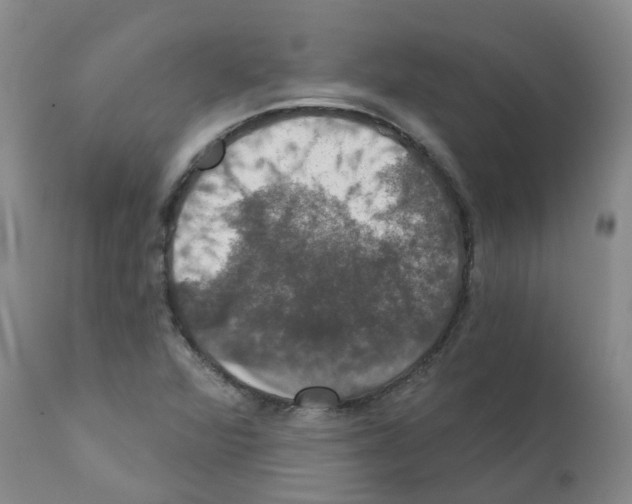 X0000111521360200908251126