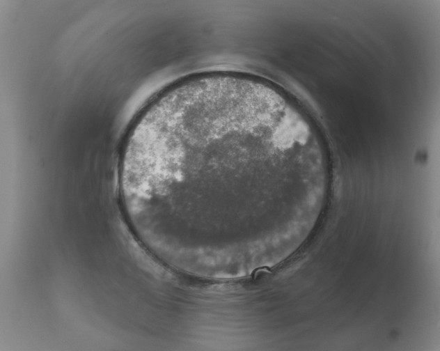 X0000111521368200908251126