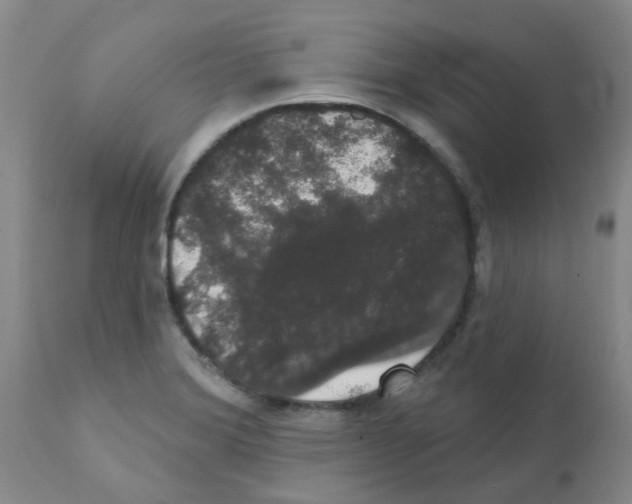 X0000111521372200908251126