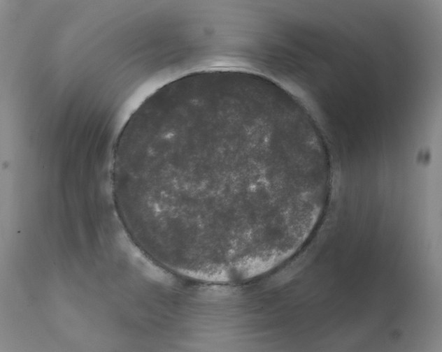 X0000111521374200908251126