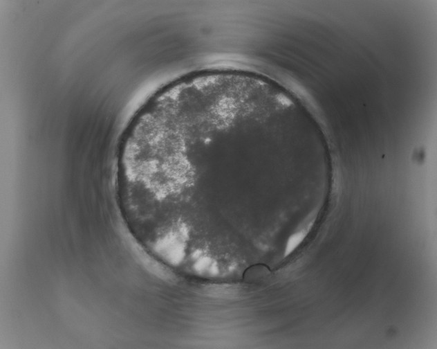X0000111521376200908251126