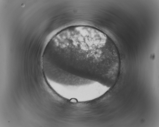 X0000111521380200908251126