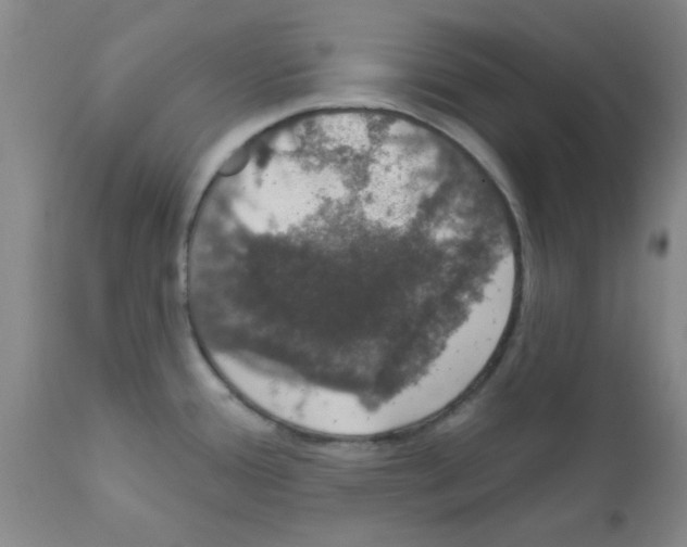 X0000111521388200908251126