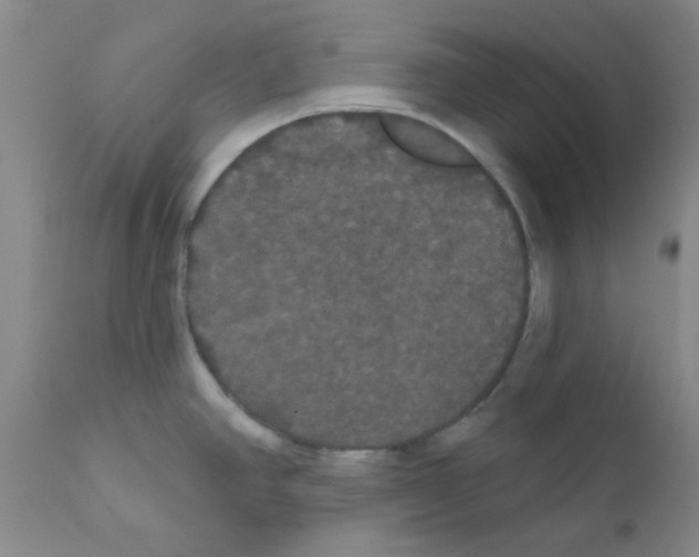 X0000111521390200908251126