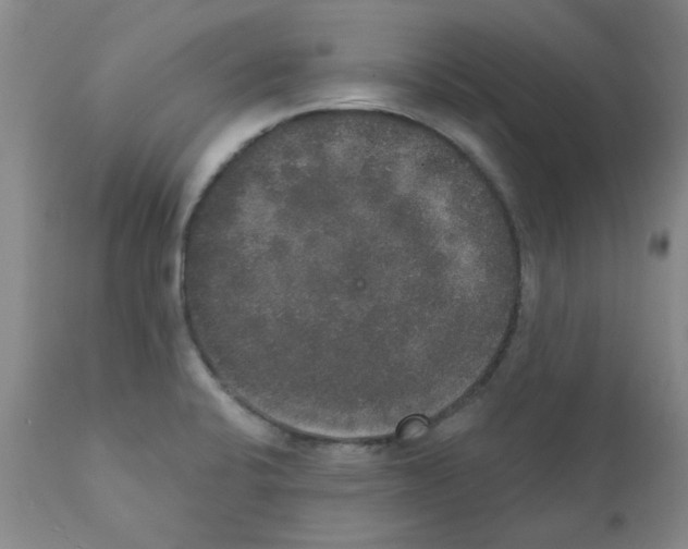 X0000111521424200908251126