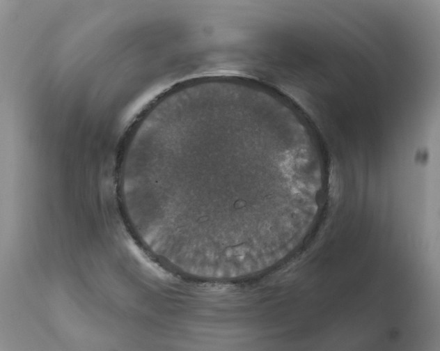 X0000111521452200908251125