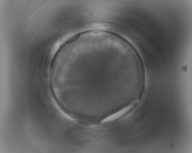 X0000111521477200908251125