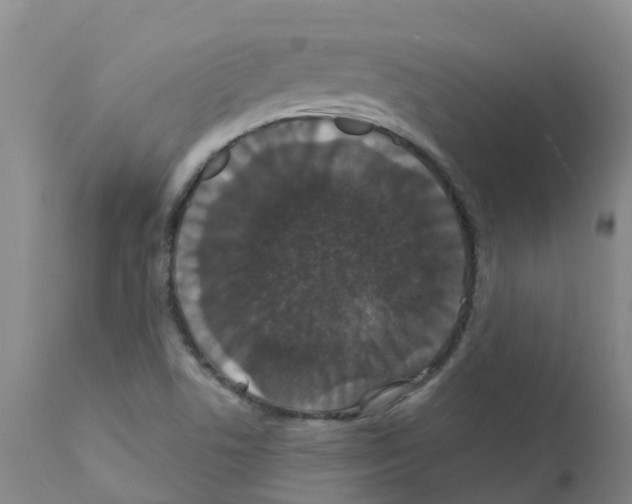 X0000111521506200908251124