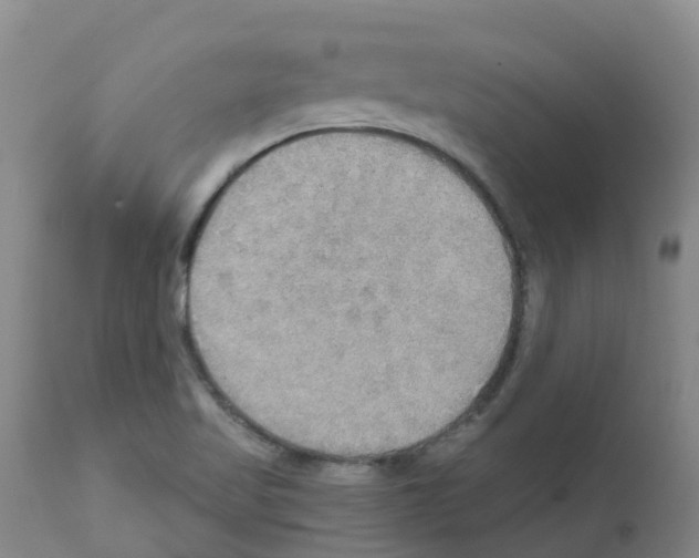 X0000111521509200908251124