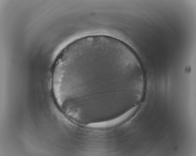 X0000111521510200908251124