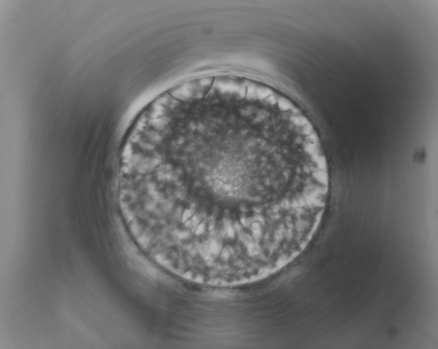 X0000111521522200908251124