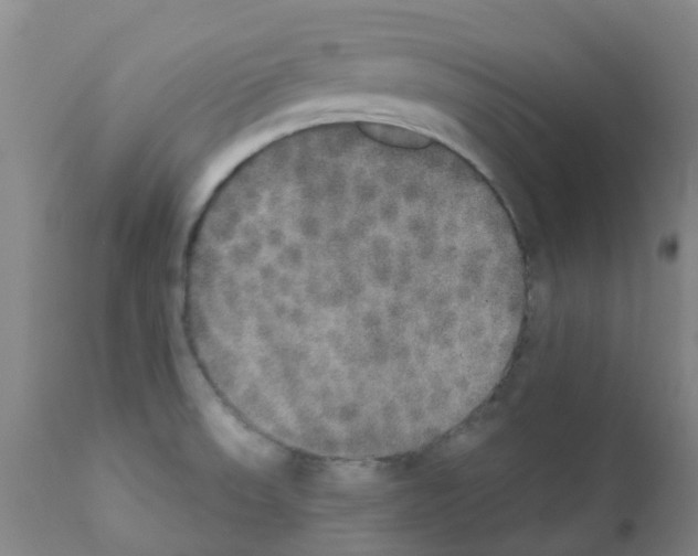 X0000111521523200908251124