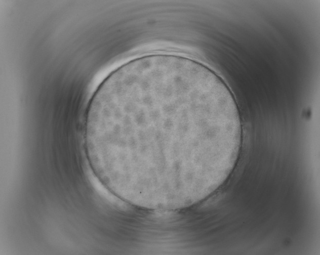 X0000111521531200908251124