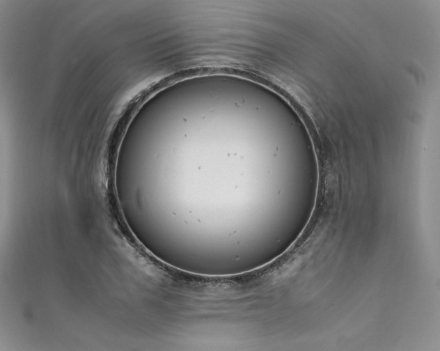 X0000111530979200907141525