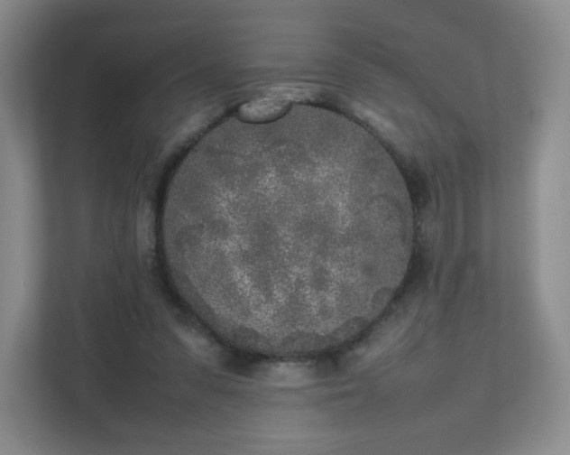 X0000111530303200907211250