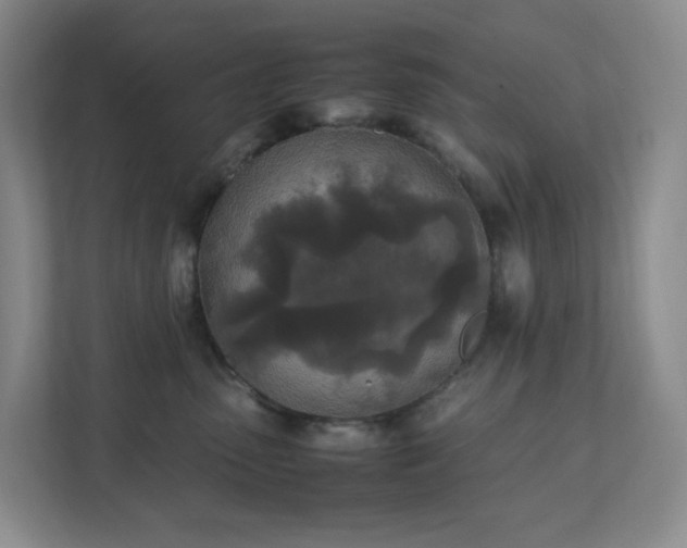 X0000111530475200907211248