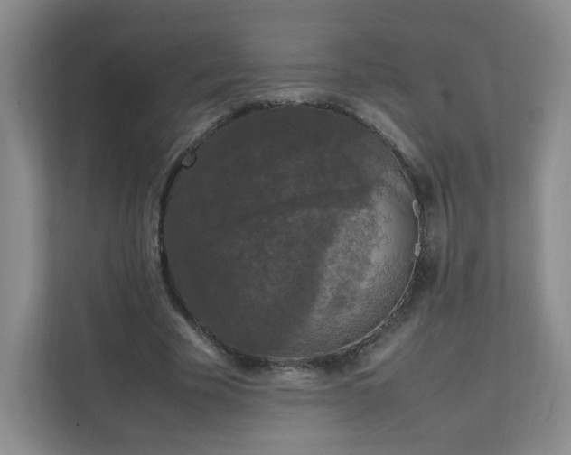 X0000111530585200907211246