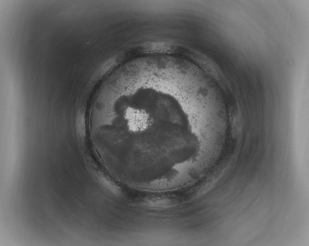 X0000111530729200907211244