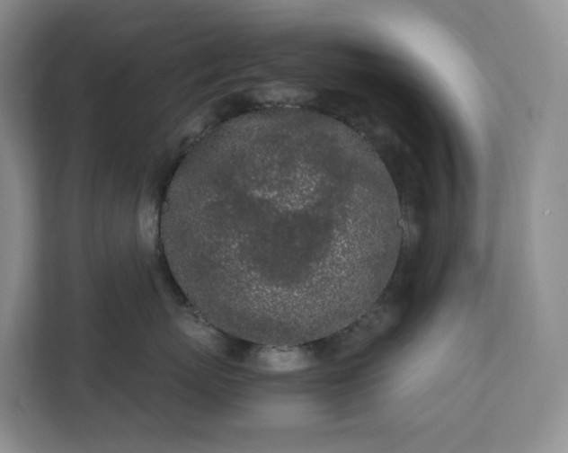 X0000111530767200907211244