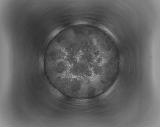 X0000111530921200907211241